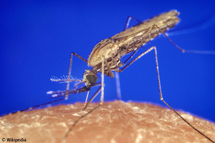 Anopheles Malaria Mücke