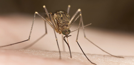 Zuckmücke (Chironomidae)