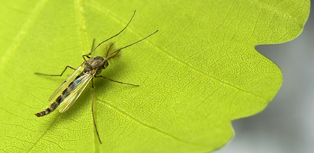 Gelbfiebermücke (Aedes aegypti)