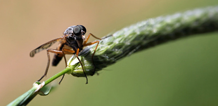 Büschelmücke (Chaoboridae)