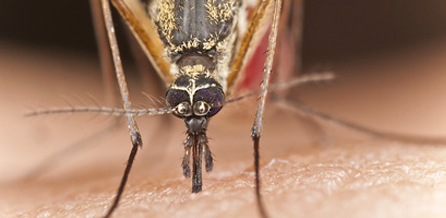 Gemeine Stechmücke (Culex pipiens)